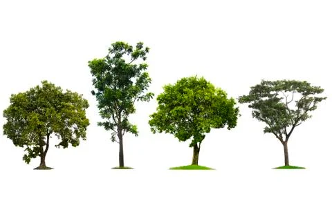 Green tree, beautiful white backdrop Foto stock