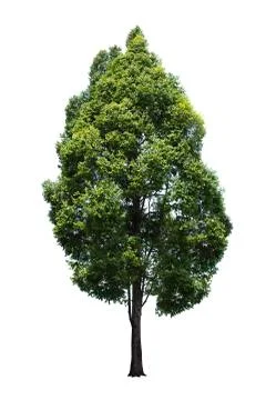 Green tree, beautiful white backdrop Stock Photos