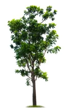 Green tree, beautiful white backdrop Foto stock