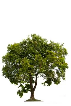 Green tree, beautiful white backdrop Stock Photos