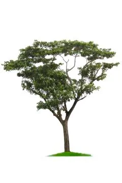 Green tree, beautiful white backdrop Stock Photos