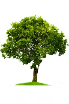 Green tree, beautiful white backdrop Stock Photos