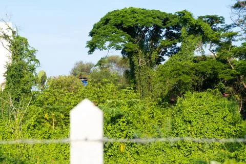 Green tree behind barbed wire grid fence, sunny landscape with blue cloudy sky Stock Photos