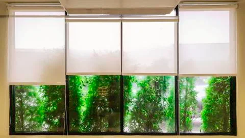 Green tree beside the window on raining day, Chilling time in coffee restaure Foto stock