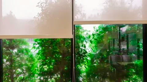 Green tree beside the window on raining day, Chilling time in coffee restaure Stock Photos