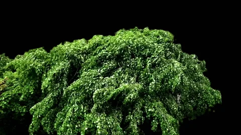 Green tree blow by the wind isolated. Stock Footage 94862791