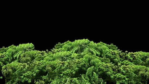 Green tree blow by the wind isolated. Stock Footage 94863563