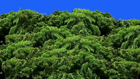 Green tree blow by the wind isolated. Video stock 94864934
