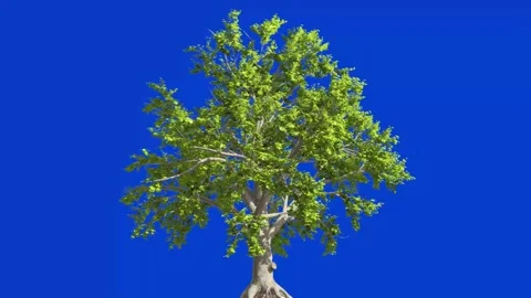 Green Tree Blowing in Wind Isolated on Chroma Key Blue Screen Background Stock Footage 335557091