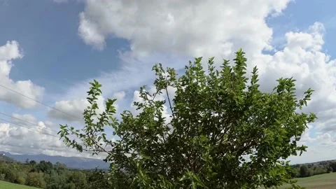 Green Tree with Blue Sky and Clouds on Background Stock-Footage 141383183
