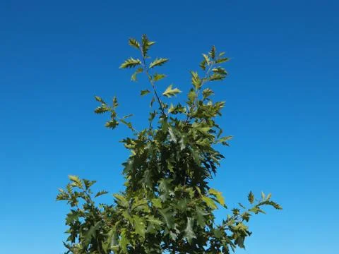 Green tree on blue sky background Stock Photos