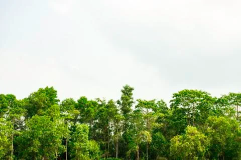 Green tree with blue sky cloud, Beautiful green forest with copy space of blu Stock Photos