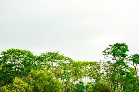 Green tree with blue sky cloud, Beautiful green forest with copy space of blu Foto stock