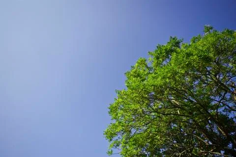 Green tree on blue sky Stock Photos