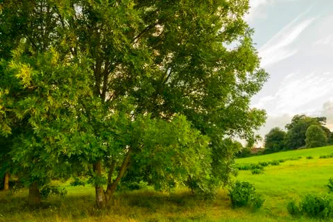 Green tree on blue sky Stock Photos