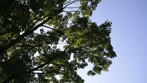 Green tree blue sky view Stock Footage 297794140