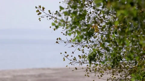 Green tree, blue water Видео 59759699