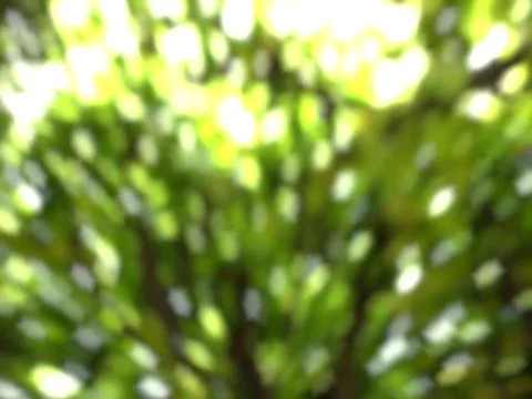 Green tree bokeh in sunlight summer background Stock Photos