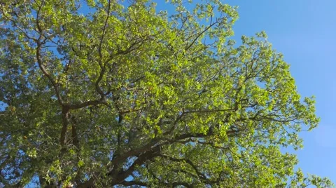 Green tree, bottom up view Stock Footage 68377694