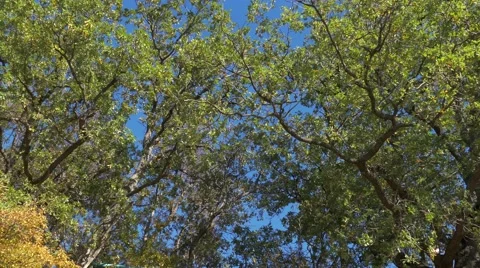 Green tree, bottom up view Stock Footage 68377721