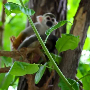 Green tree branch on background squirrel monkeys Stock Photos