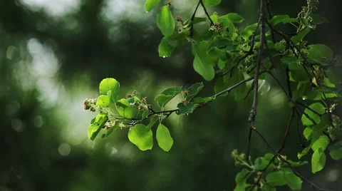 Green tree branch in bloom, BACKGROUND DEFOCUSED Stock Footage 46354014