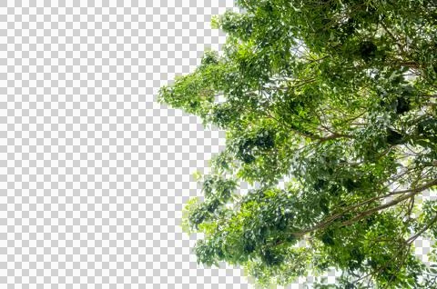 Green Tree Branch Canopy with Fresh Leaves Transparent PNG for Nature and E.. Stock Photos