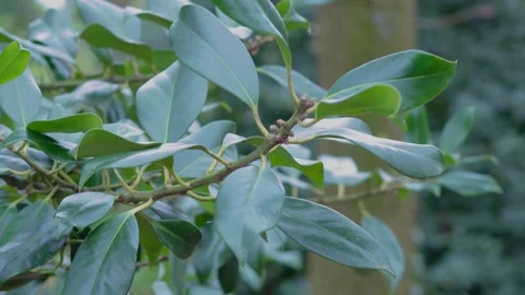 Green Tree branch close-up in Netherlands forest Stock Footage 270325996