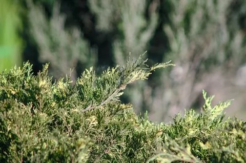 Green tree branch close up Foto stock