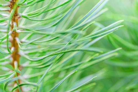 Green tree branch close up with pine needles with shallow focus. Fluffy fir tree Stock Photos
