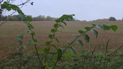 Green Tree Branch In Foreground Looking Over Flat Agricultural Field Stock Footage 348025982