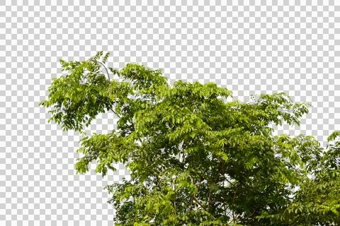 Green tree branch isolated transparency background.. Stock Photos