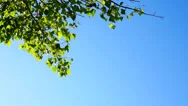 Green Tree Branch With Leaves On A Clear Blue Sky. Stock Footage