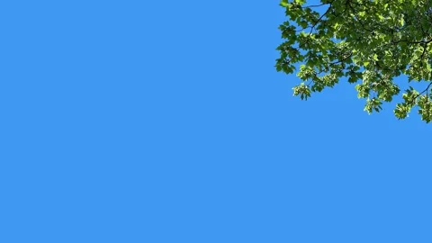Green Tree Branch Leaves Corner Blue Sky Background Loop Stock Footage 340296874