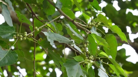 Green tree branch with leaves Stock Footage 320017933
