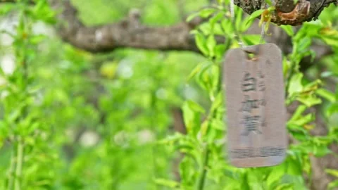Green tree branch with nameplate on it moving on the wind in Japan Stock Footage 132836520