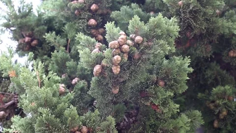 A green tree branch with needles and cones sways in the wind Video stock 153998535