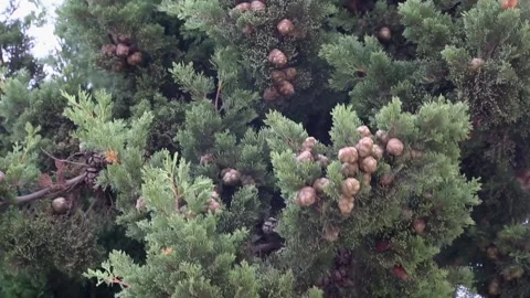 A green tree branch with needles and cones sways in the wind Stock Footage 153998536