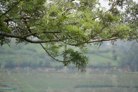 Green Tree Branch Stock Photos