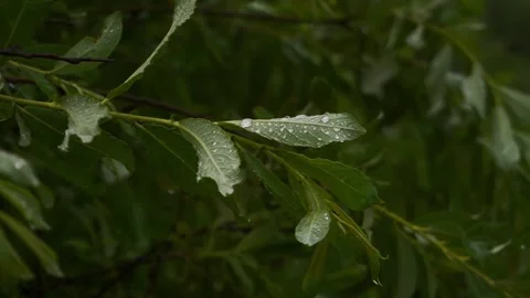 A green tree branch in the rain Stock Footage 214490814