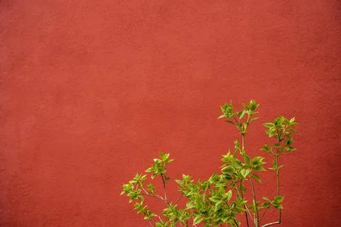 A green tree branch on a red-orange textured background.. greenery Foto stock