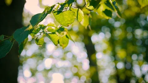 Green tree branch on the sun rays background 4K 스톡 동영상 78680823
