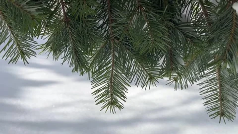 Green tree branch swaying in wind with snow on ground Stock Footage 327655519