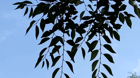 A green tree branch sways in the wind against the blue sky Stock-Footage 158819550