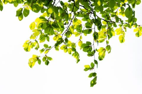Green Tree Branch On White Background Stock Photos