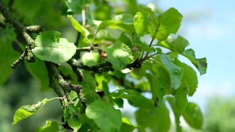 Green tree branch in the wind Stock Footage 77299272