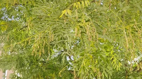  Green Tree Branches | 4K Nature Footage” Stock Footage 321798637