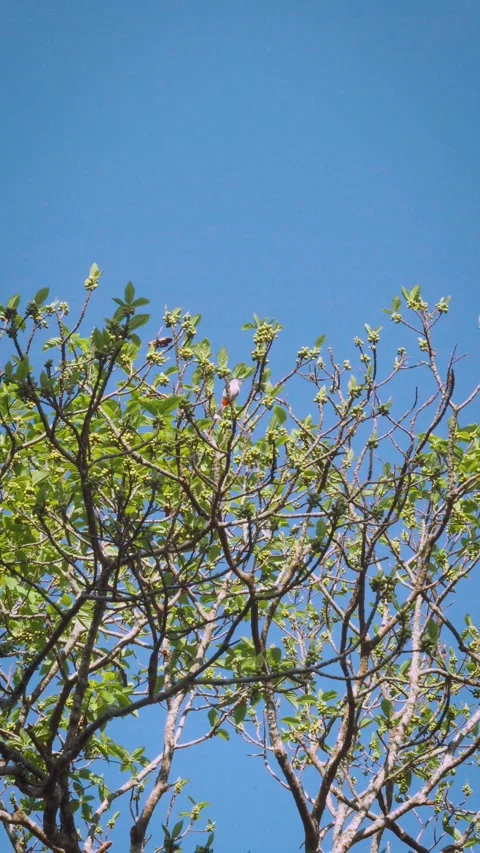 Green Tree Branches Against Clear Blue Sky in Bright Daylight Stock Footage 329903641