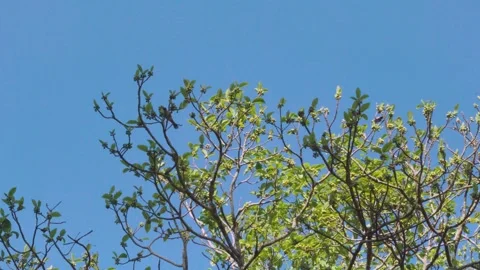 Green Tree Branches Against Clear Blue Sky in Bright Daylight Stock Footage 329903642