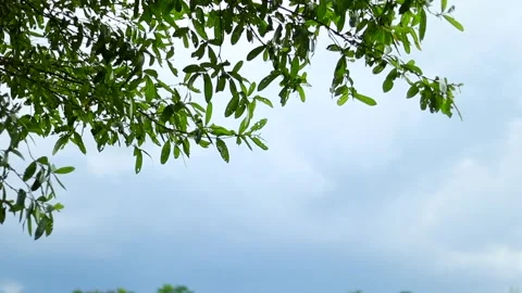 Green tree branches against a cloudy sky in a peaceful countryside landscape 库存影片 339759936